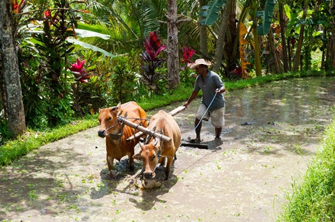 Framed Farmer with Oxen, Rejasa, Penebel, Bali, Indonesia Print