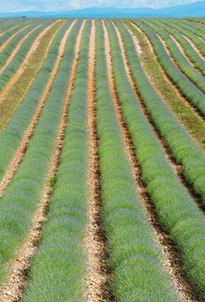 Framed Rows of Lavender, Provence-Alpes-Cote d&#39;Azur, France Print