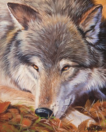 Framed Grey Wolf - up close Print