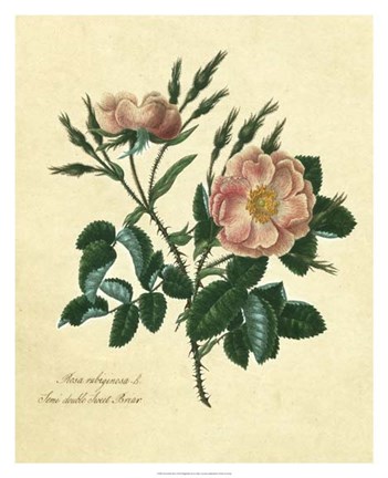 Framed Sweet Briar Rose Print