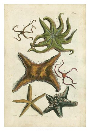 Framed Starfish Illustre Print