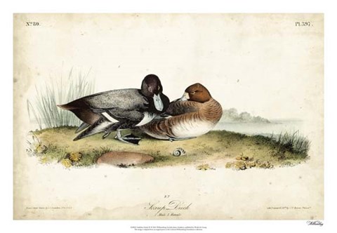 Framed Audubon Ducks IV Print