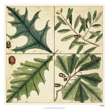 Framed Catesby Leaf Quadrant III Print
