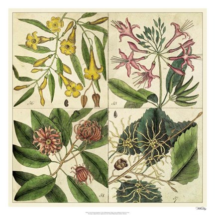 Framed Catesby Botanical Quadrant I Print