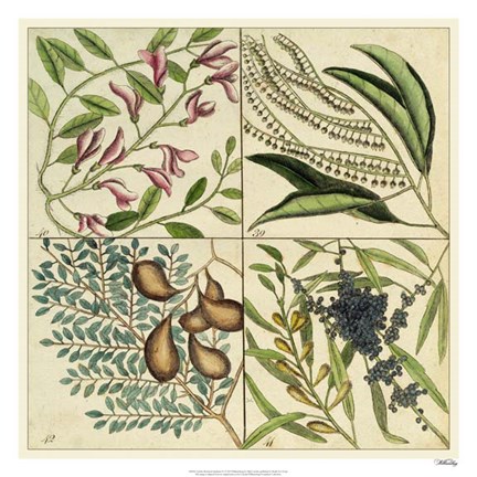 Framed Catesby Botanical Quadrant IV Print