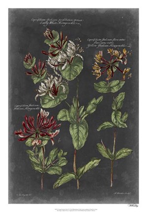 Framed Vintage Botanical Chart IV Print