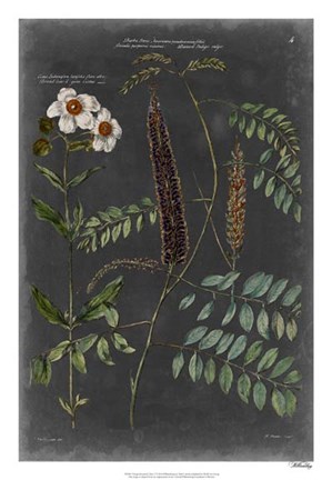 Framed Vintage Botanical Chart V Print