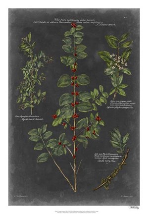 Framed Vintage Botanical Chart VIII Print