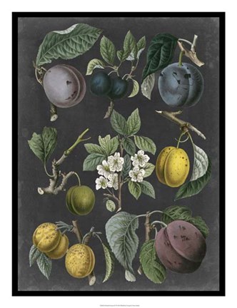 Framed Orchard Varieties IV Print