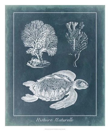 Framed Azure Sea Turtle Study I Print