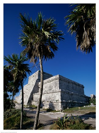 Framed Palm trees near El Castillo Print