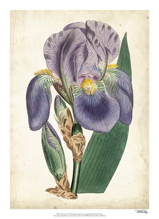 Framed Curtis Iris II Print