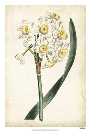 Framed Curtis Narcissus IV Print