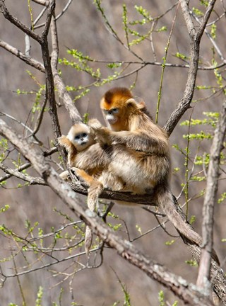 Framed Female Golden Monkey on a tree, Qinling Mountains, China Print