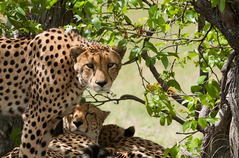 Framed Cheetahs, Botswana Print