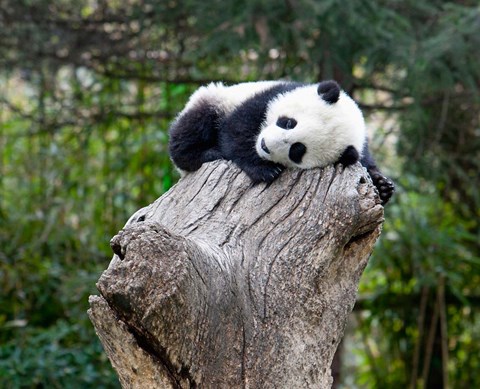 Framed Giant Panda, Wolong Reserve, China Print