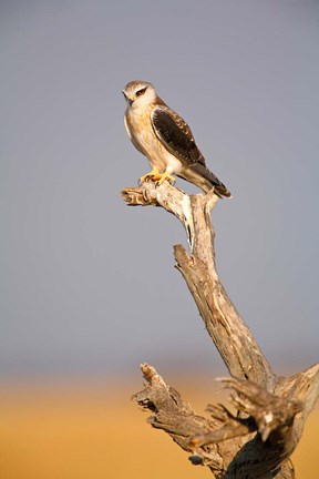 Framed Africa, Naminia, Etosha NP, Black Winged Kite bird Print