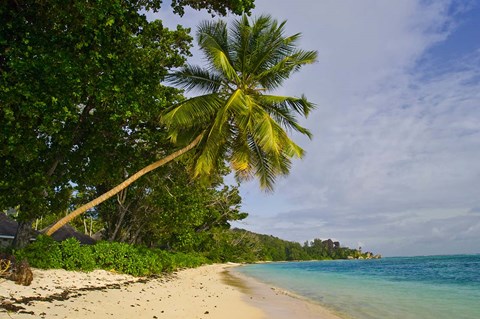 Framed Leaning palm. Anse-Source D&#39;Argent Beach, Seychelles, Africa Print