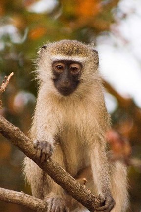 Framed Africa; Malawi; Lengwe National Park; Vervet monkey Print