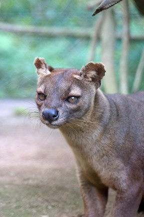 Framed Carnivore in Madagascar, related to a mongoose Print