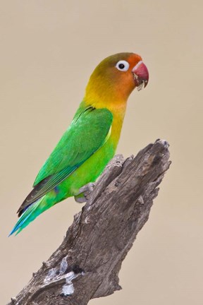 Framed Fischer&#39;s Lovebird tropical bird, Ndutu, Tanzania Print