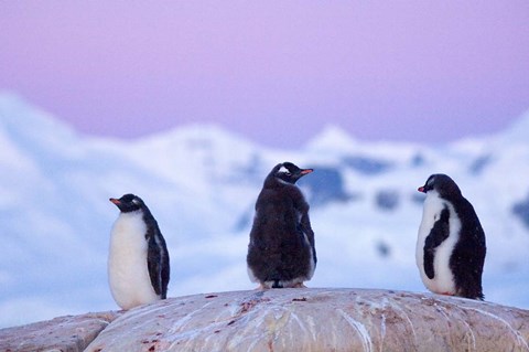 Framed Gentoo penguin, Western Antarctic Peninsula Print
