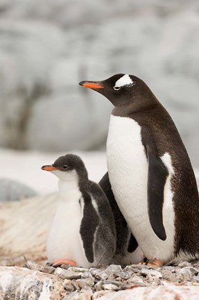 Framed Antarctica, Petermann Island, Gentoo Penguins Print