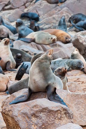 Framed Cape Fur seals, Cape Cross, Skeleton Coast, Kaokoland, Namibia. Print