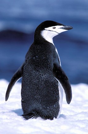 Framed Chinstrap Penguin, Weddell Sea, Antarctic Peninsula, Antarctica Print