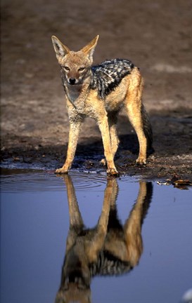 Framed Botswana, Chobe NP, Black Backed Jackal wildlife Print