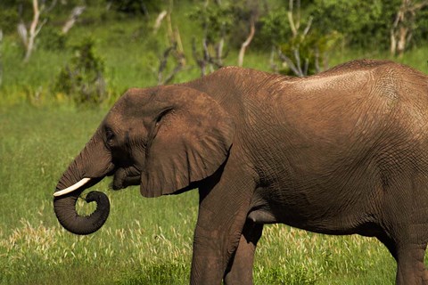 Framed Elephant drinking, Hwange NP, Zimbabwe, Africa Print