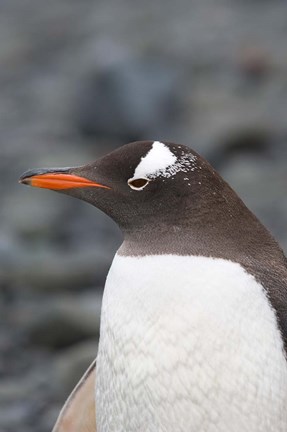 Framed Antarctica, Aitcho Islands, Gentoo penguin, beach Print