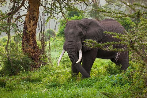Framed African elephant, Ngorongoro Conservation Area, Tanzania Print