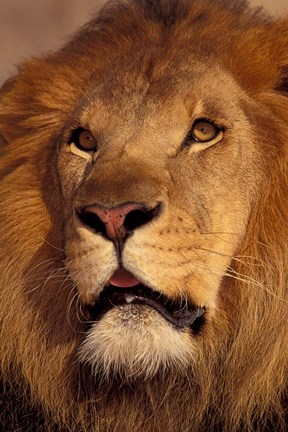 Framed Closeup of a Male Lion, South Africa Print