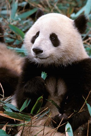 Framed China, Chengdu, Panda Sanctuary, Panda bear Print
