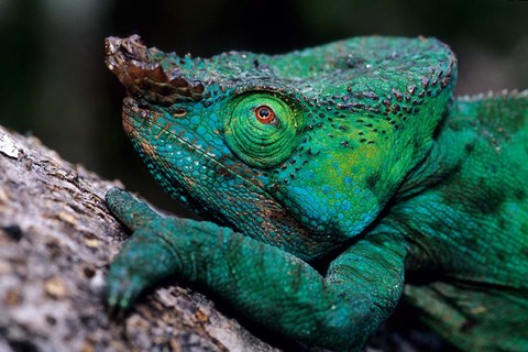 Framed Chameleons in the Analamazaotra National Park, Madagascar Print