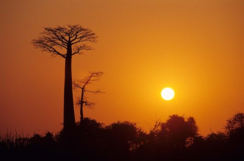 Framed Baobab Avenue at Sunset, Madagascar Print