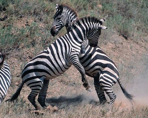 Framed Fighting Burchell&#39;s Zebra, Serengeti, Tanzania Print