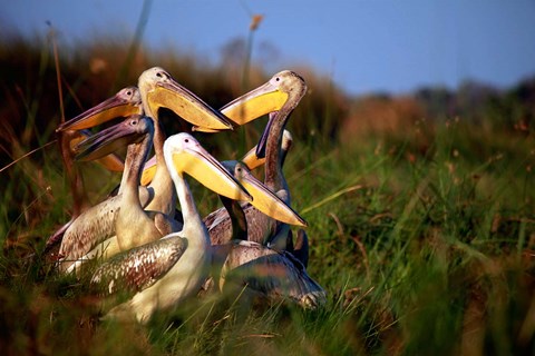 Framed Botswana, Okavango Delta. Pink-backed Pelican birds Print