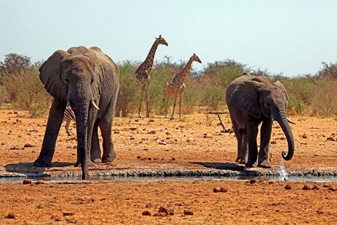 Framed Elephants and giraffes, Etosha, Namibia Print