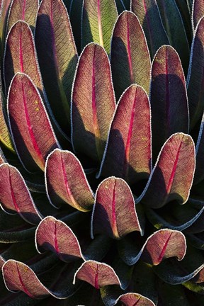 Framed Red leafs, Giant Lobelia, Heather Forest, Rwenzori, East Africa Print