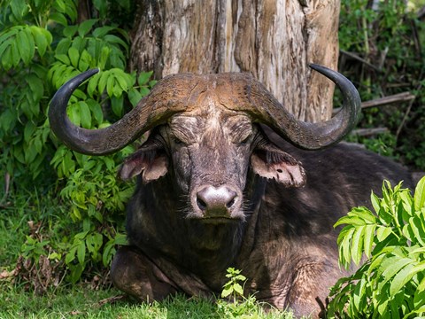 Framed African Buffalo, Aberdare National Park, Kenya Print