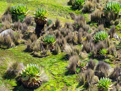 Framed Landscape with Giant Groundsel in the Mount Kenya National Park, Kenya Print