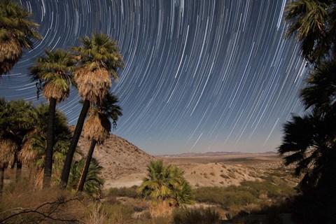 Framed California Fan Palms and a mesquite grove in a desert landscape Print
