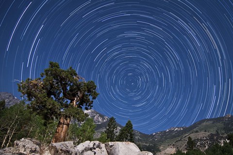 Framed pine tree on a windswept slope reaches skyward towards north facing star trails Print