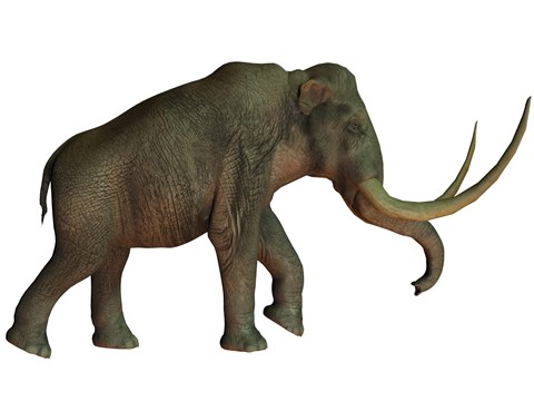 Framed Columbian mammoth, an extinct species of elephant Print