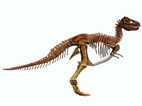 Framed Tyrannosaurus Rex dinosaur skeleton Print