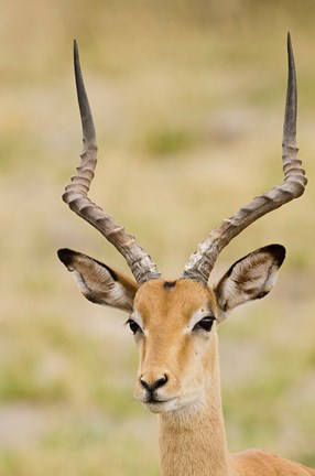Framed Male Impala, Botswana Print