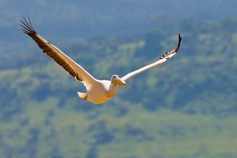 Framed Kenya. White Pelican in flight at Lake Nakuru. Print