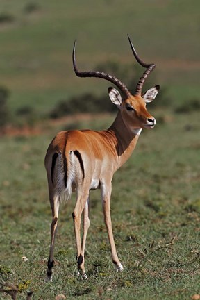 Framed Male Impala, Antelope, Maasai Mara, Kenya Print